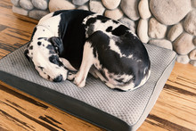 Gorgeous Harlequin Great Dane Dog Curled Up Sleeping On His Bed Next To A Fireplace With Hardwood Bamboo Floors.