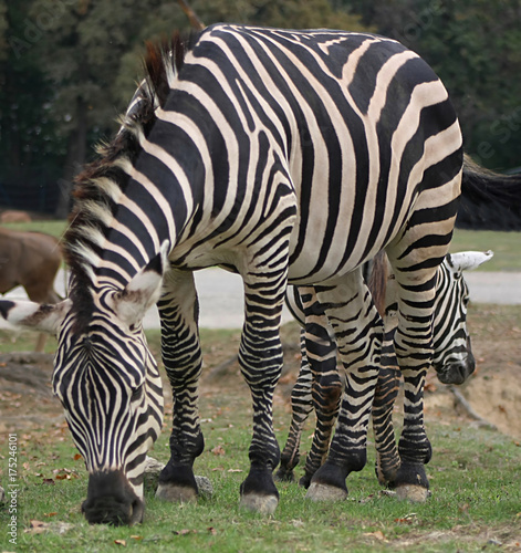 Plakat Zebra jedząca trawę (4)