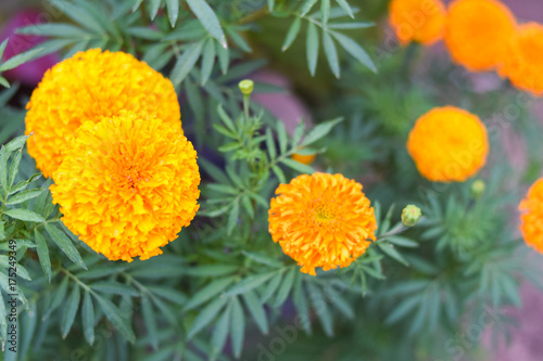 Plakat żółty kwiat nagietka w ogrodzie