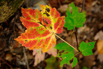 maple leaf