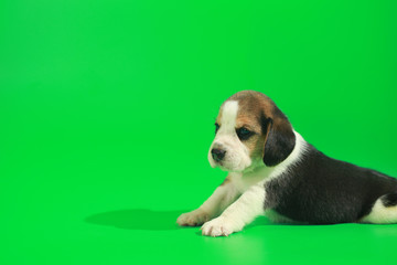 1 month pure breed beagle Puppy on green screen