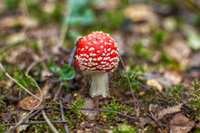 Bright Red Wild Poisonous Fly Agaric Mushroom