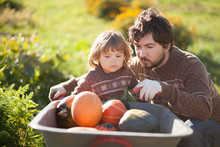 Pumpkins In A Wheelbarrow Free Stock Photo - Public Domain Pictures