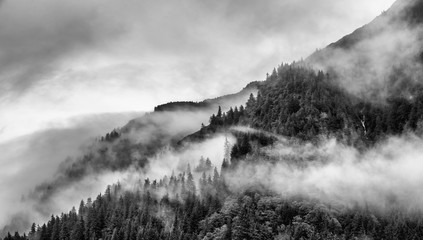 fog on mountain top with pine tree