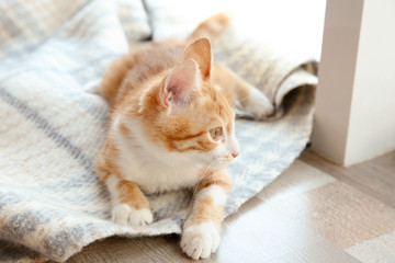 Wall Mural - Cute little kitten lying on plaid