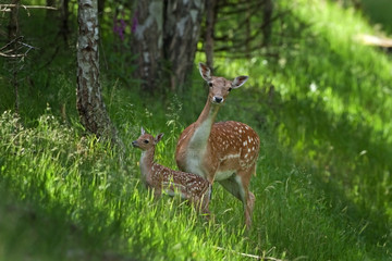 Wall Mural - fallow deer, dama dama, czech republic