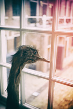 Old Stuffed Ostrich Looking Out The Window