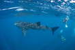 Whale Shark and Divers in Blue Water