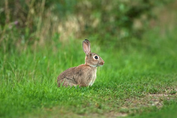 Wall Mural - common rabbit, oryctolagus cuniculus, czech republic