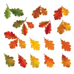 Wall Mural - Autumn leaves isolated on white background. Fall icon. Nature de