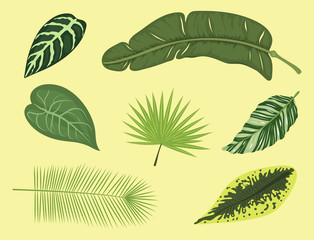 Wall Mural - Tropical leaves summer green exotic jungle palm leaf nature plant botanical hawaii flora vector illustration.