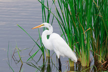 Great Egret In Wetlands