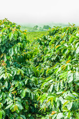 Wall Mural - Coffee Plantation in Jerico / Colombia