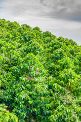 Wall Mural - Coffee Plantation in Jerico / Colombia