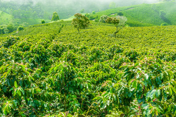 Wall Mural - Coffe Plantation in Jerico Colombia