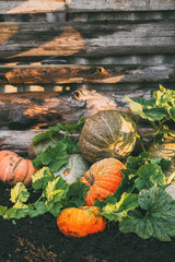 Wall Mural - freshly picked pumpkins