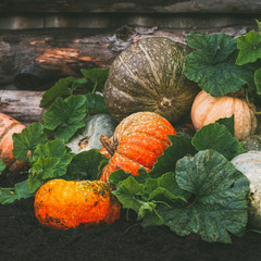 Wall Mural - Freshly picked pumpkins in the garden