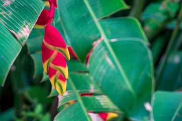 Heliconia