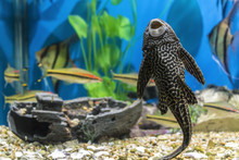 Fish-sucker Plecostomus In A Small Beautiful Aquarium.