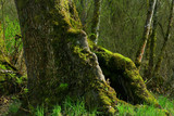Fototapeta Las - a picture of an Pacific Northwest old growth mossy maple tree