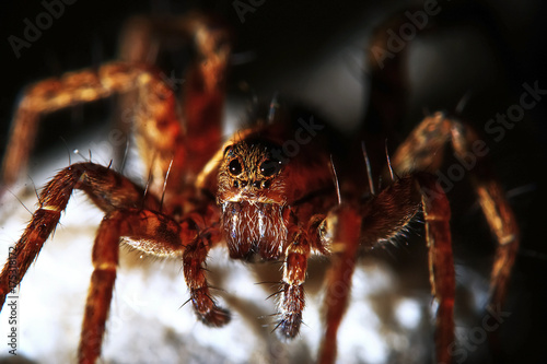 Zdjęcie XXL Duży pająk na wolności
