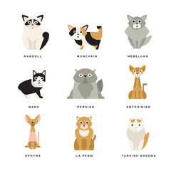 Poster - Flat domestic breeds of cats