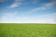 Leinwandbild Motiv Field with green wheat and blue sky