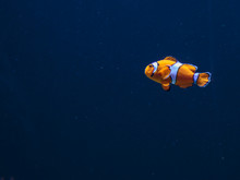 Orange Amphiprion Ocellaris Clownfish Inside Marine Aquarium