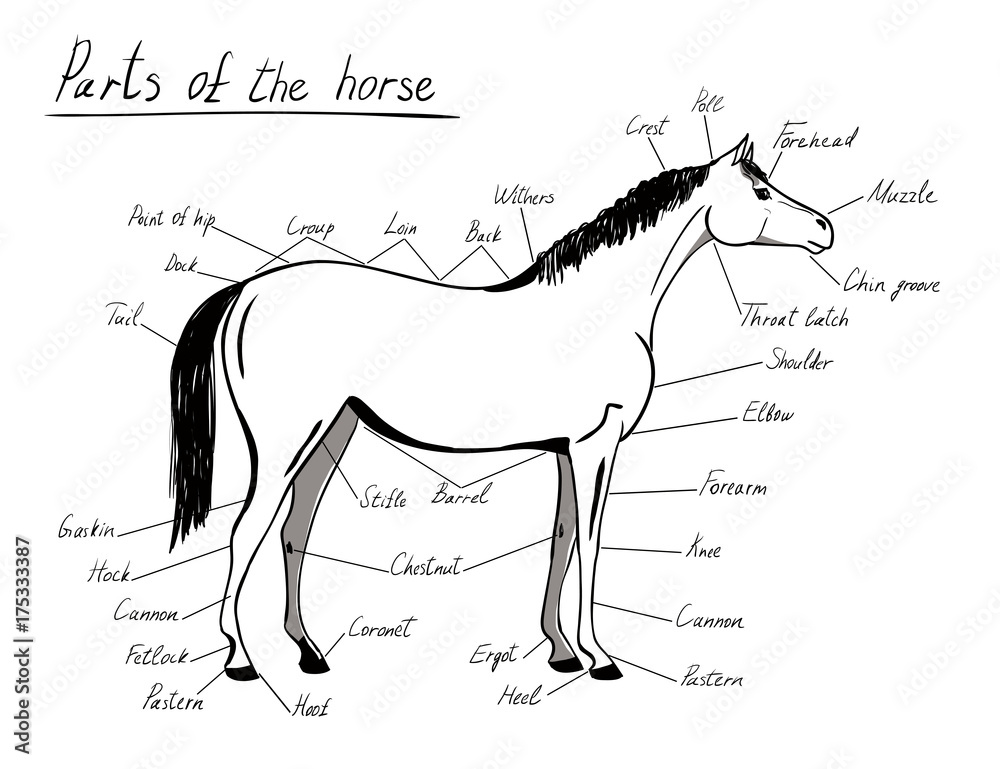 Parts of horse. Equine anatomy. White and black equestrian scheme with ...