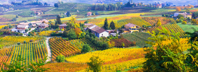 Wall Mural - Pictorial countryside and beautiful vineyards of Piemonte in autumn colors. Italy