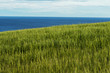 © norikko - 新緑の麦畑 Eared spike of fresh green wheat