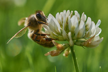 Bee On Clover