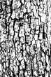 Distressed halftone grunge black and white vector texture -old wood bark texture background with cracks for creation abstract vintage design effect with noise and grain