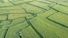 Aerial View Of The Green Rice Field, Almost At The Full Grown, Look Lize A Maze With People Walking In The Rice Field, Nan, Thialand
