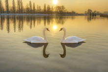 Two White Swans On A River At Sunset
