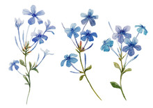Watercolor Plumbago Flower Set
