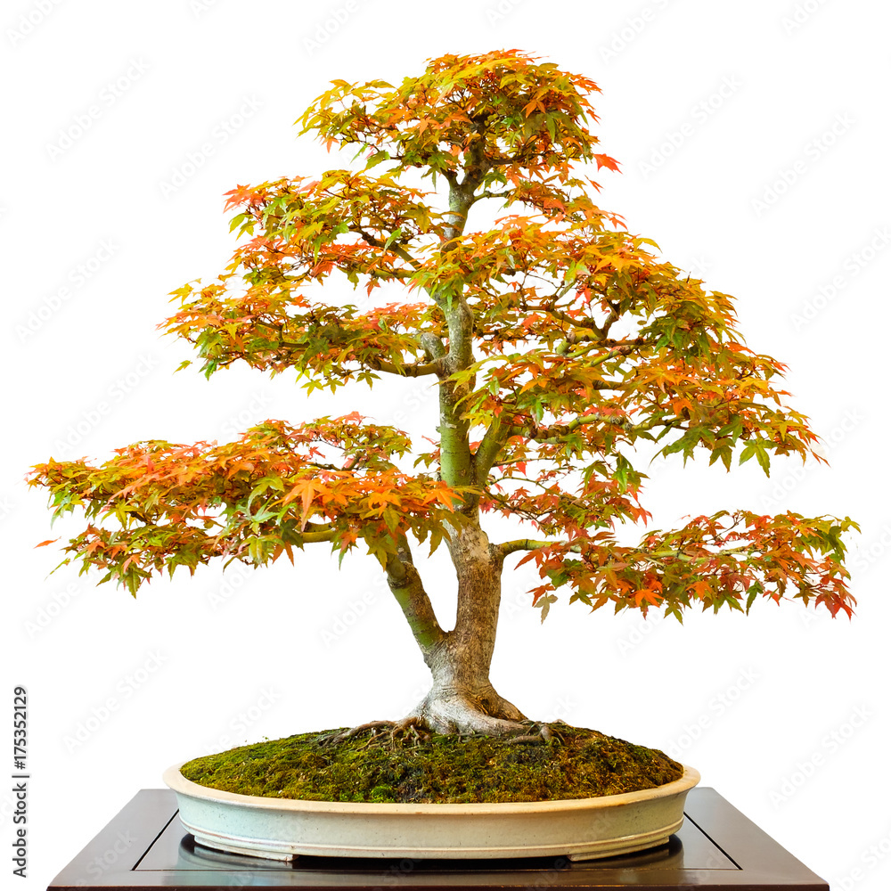 ulme als bonsai Einsteiger-Bonsai-Set Chinesische Ulme – Cultivea main image 0