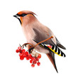 The Waxwing, common Waxwing, or (lat. Bombycilla garrulus) is a songbird of passerine