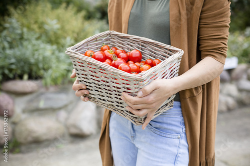 Plakat Kobieta z zebranych pomidorów w ręku