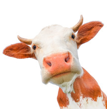 Funny Cow Looking At The Camera Isolated On White Background. Spotted Red And White Cow With A Big Snout Close Up. Cow Muzzle Staring Close Up. 