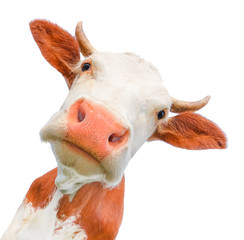 Wall Mural - Funny cow looking at the camera isolated on white background. Spotted red and white cow with a big snout close up. Cow muzzle staring close up. 