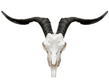 Goat Skull Isolated On White