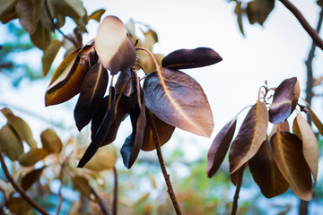 burnt leaves