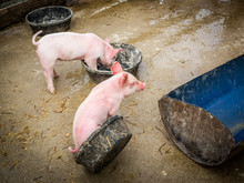 Two Pink Piglets In Barnyard