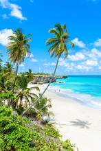 Bottom Bay, Barbados - Paradise Beach On The Caribbean Island Of Barbados. Tropical Coast With Palms Hanging Over Turquoise Sea. Panoramic Photo Of Beautiful Landscape. 