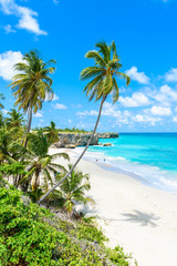 Bottom Bay, Barbados - Paradise beach on the Caribbean island of Barbados. Tropical coast with palms hanging over turquoise sea. Panoramic photo of beautiful landscape. 