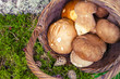  Fresh mushrooms in the basket.