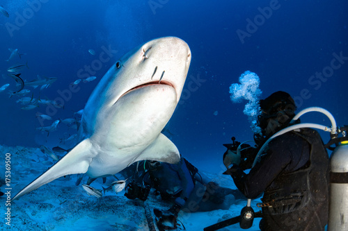 Plakat rekin byka, podczas gdy gotowy do ataku podczas karmienia