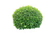 Tree bramble or Decorative shrub on isolated background for Garden decoration or Landscape home design