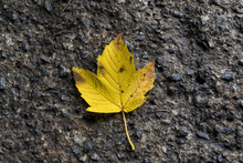 Yellow Leaf Falling On Pavement Concrete In Autumn
